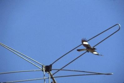 PLACE mockingbirds 1