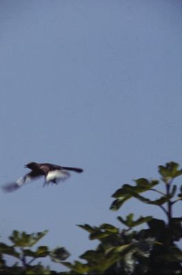 PLACE mockingbirds 2