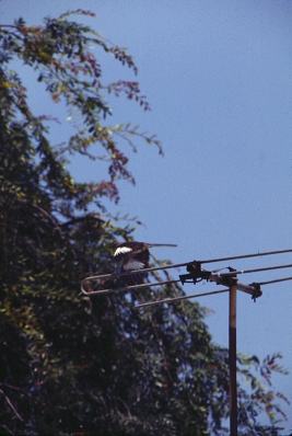 PLACE mockingbirds 3